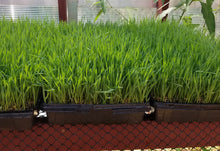 DREE'S ORGANIC WHEATGRASS 1lb. Locally only sold through Truly Living Well Farm